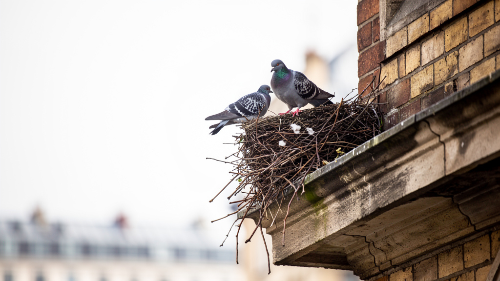 Croyances populaires et superstitions : que dit-on du nid de pigeon ?