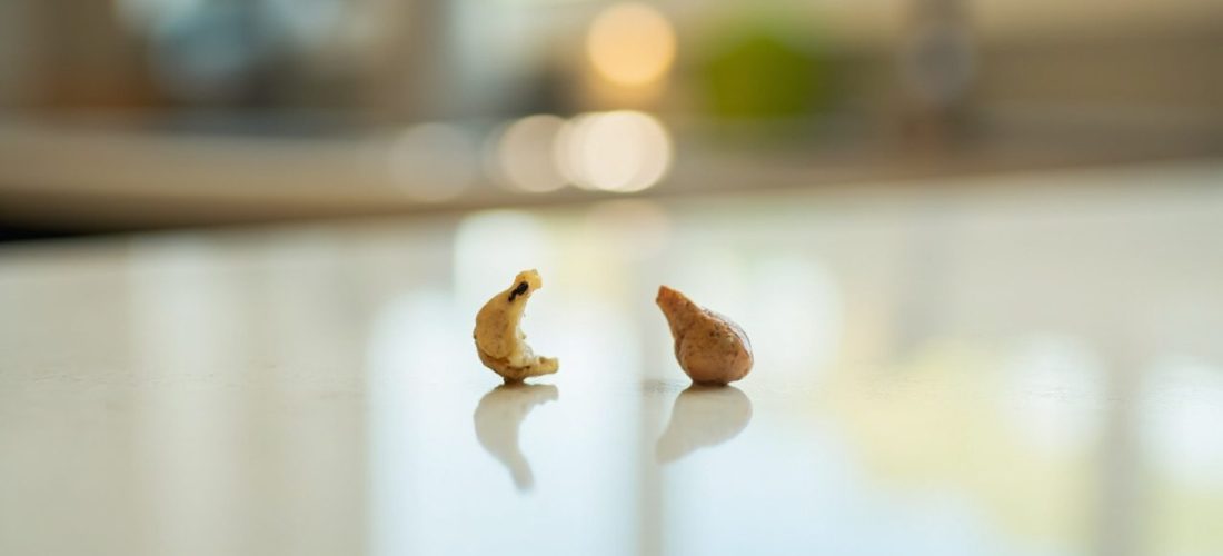 crottes de rat ou de hérisson : comment les reconnaître