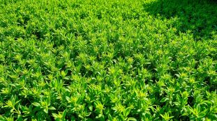 pelouse de gazon anglais vert dense dans un jardin
