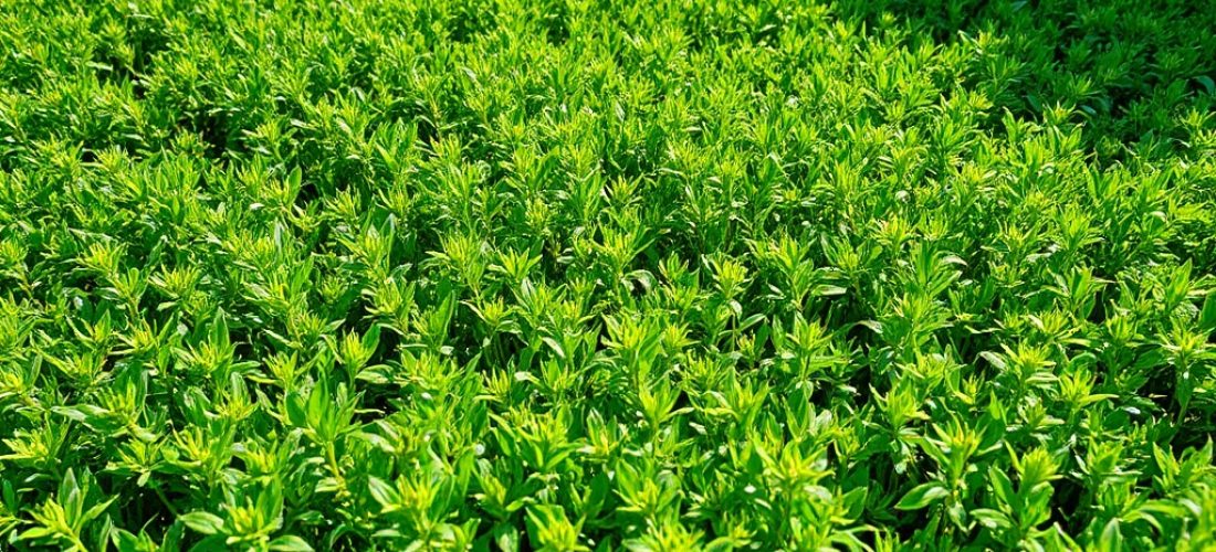 pelouse de gazon anglais vert dense dans un jardin