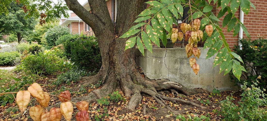 Un grand savonnier dont les racines puissantes fissurent la fondation d'une maison en briques. Des fruits secs pendent des branches.