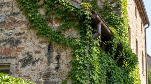 Façade ancienne en pierre et brique envahie par la vigne vierge, ses racines s'infiltrant dans les fissures près d'une gouttière rouillée.